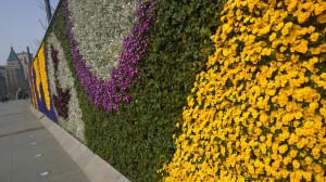 Fresh flowers wall along the Bund, Shanghai      
